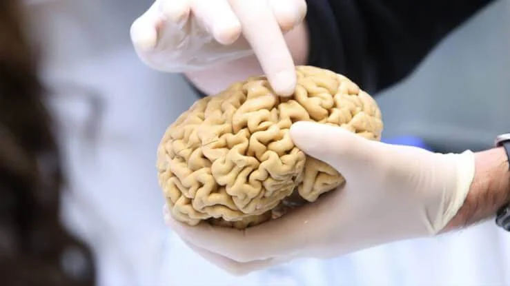 brain