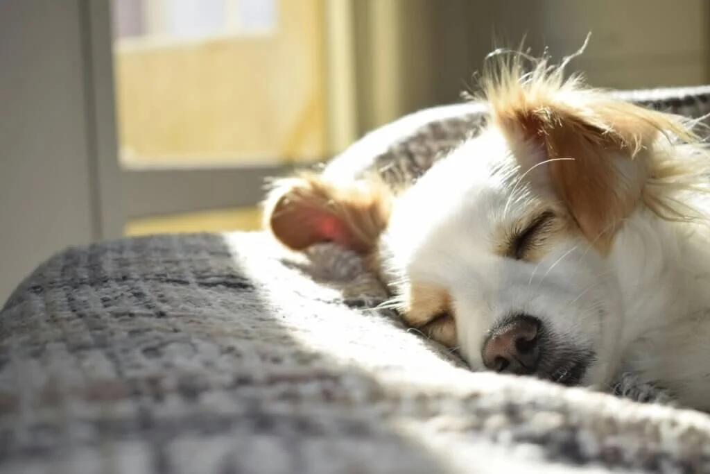 7 Tips For Traveling With Pets