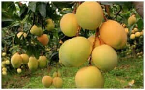 benefits of mangoes