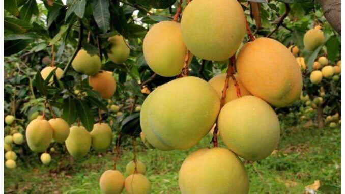 main-qimg-f197411e8ac4fa0b68898c7951ffe962 (1) benefits of mangoes