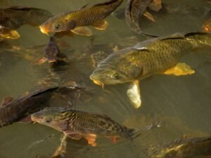 Fish Farming; profitable Agricultural Businesses 