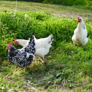 Poultry Farming, Profitable agricultural businesses 